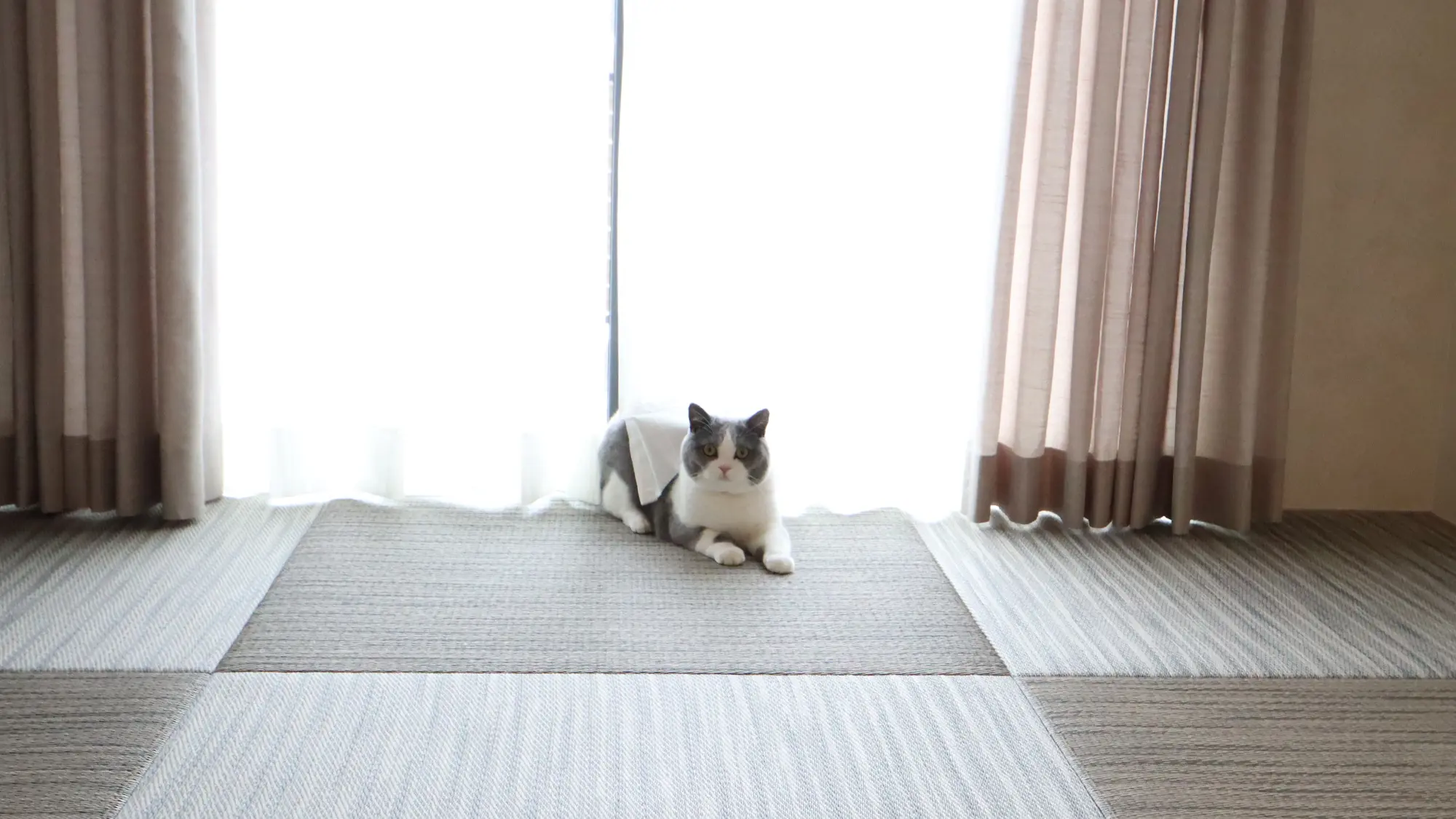 猫との暮らし